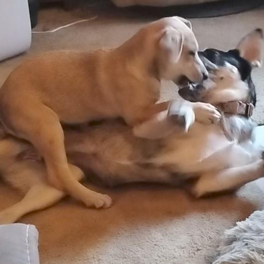 Bebe, Adoptable, Puppy Female German Shepherd Dog & Yellow Labrador Retriever.