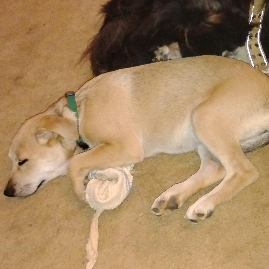 Bebe, a Adoptable mixed breed in Fort Smith, AR image 2/4