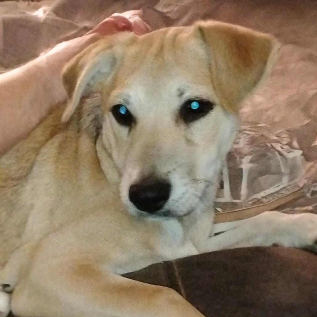 Bebe, a Adoptable mixed breed in Fort Smith, AR image 3/4