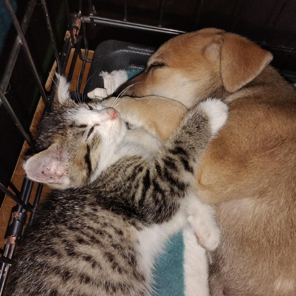 Bebe, a Adoptable mixed breed in Fort Smith, AR image 4/4