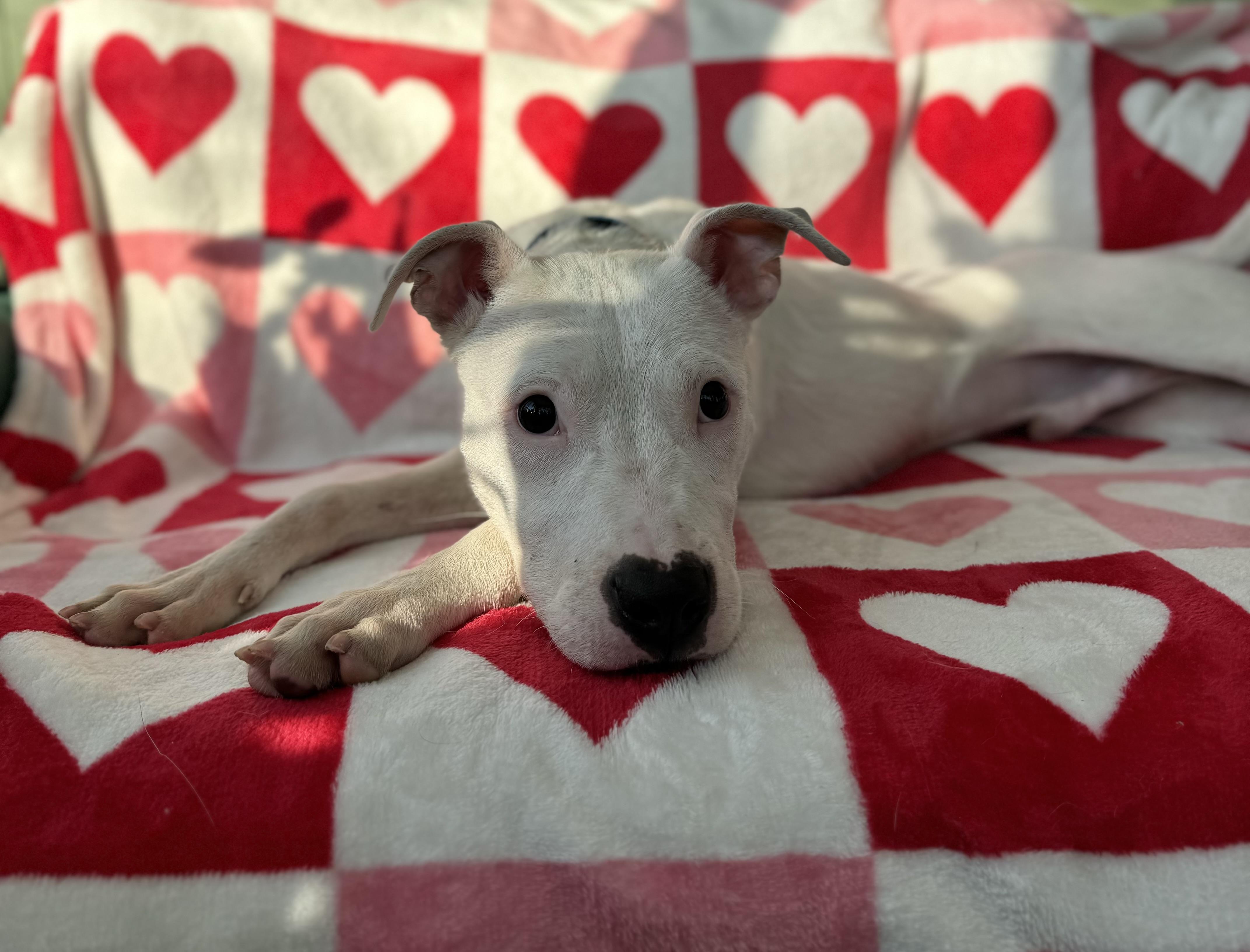 Enlarge Cannoli , a ADOPTABLE mixed breed in China Township, MI image 2/6