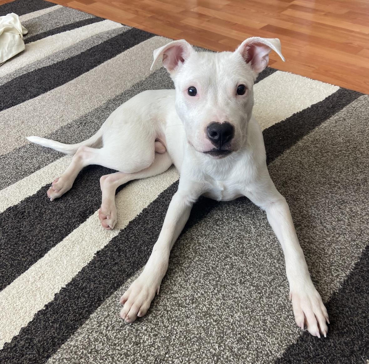 Cannoli , ADOPTABLE, Puppy Male Pit Bull Terrier.