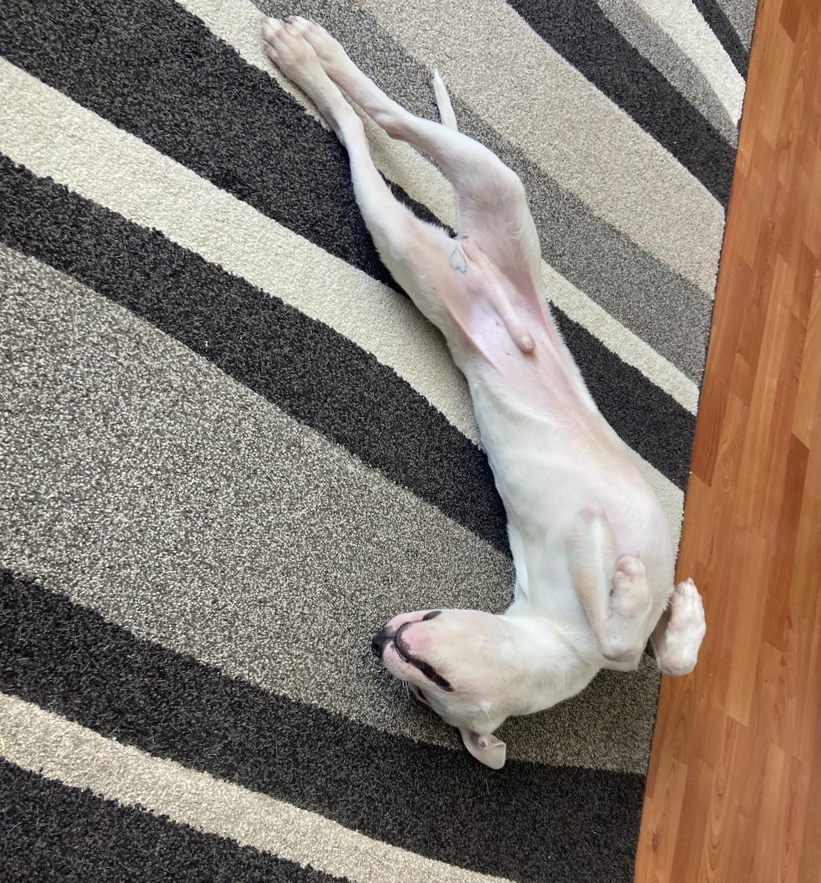 Enlarge Cannoli , a ADOPTABLE mixed breed in China Township, MI image 6/6