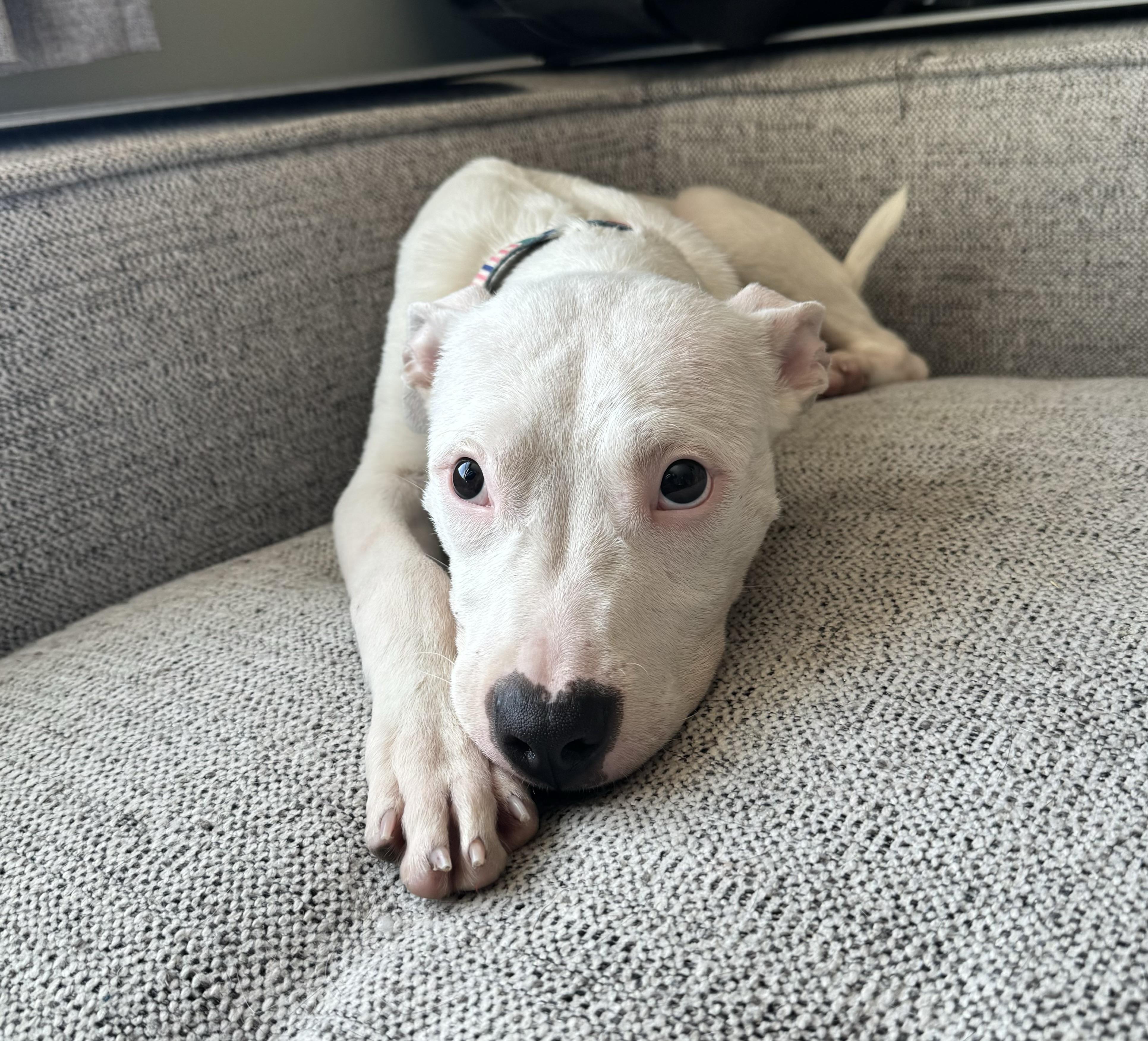 Enlarge Cannoli , a ADOPTABLE mixed breed in China Township, MI image 4/6