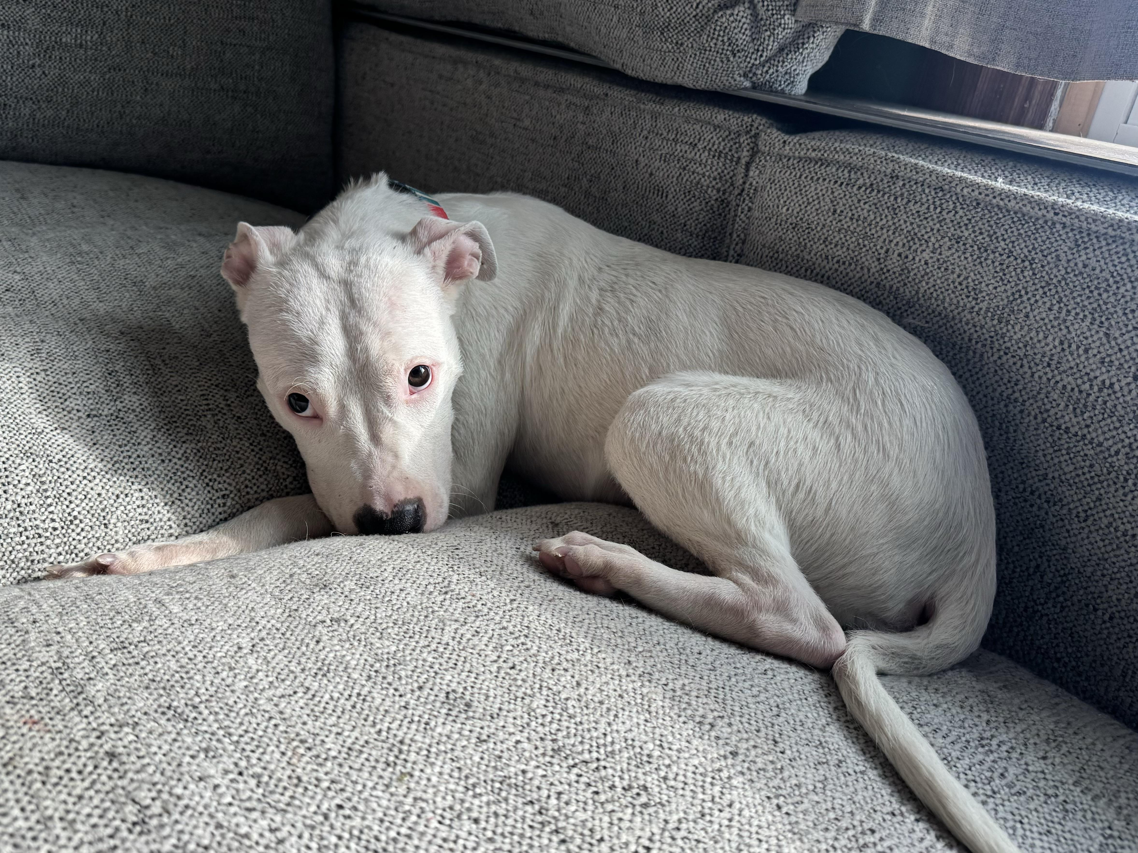 Enlarge Cannoli , a ADOPTABLE mixed breed in China Township, MI image 5/6
