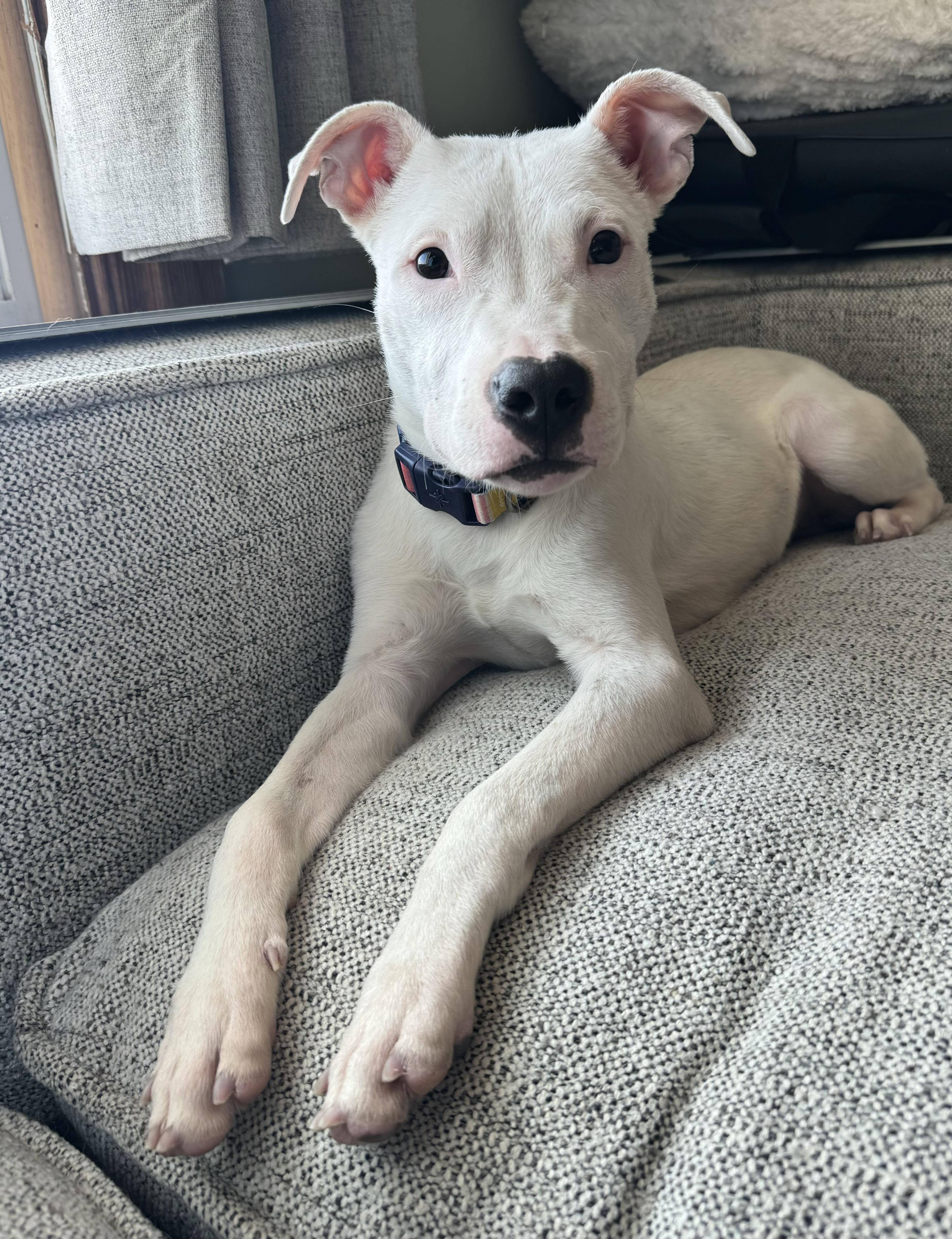 Enlarge Cannoli , a ADOPTABLE mixed breed in China Township, MI image 3/6