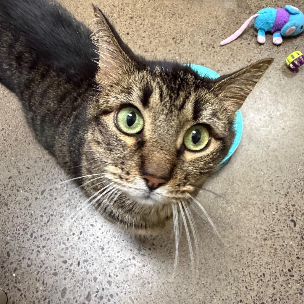 Fizgig, a Adoptable Domestic Short Hair in Keizer, OR image 1/2