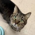 Fizgig, a Adoptable Domestic Short Hair in Keizer, OR image 2/2