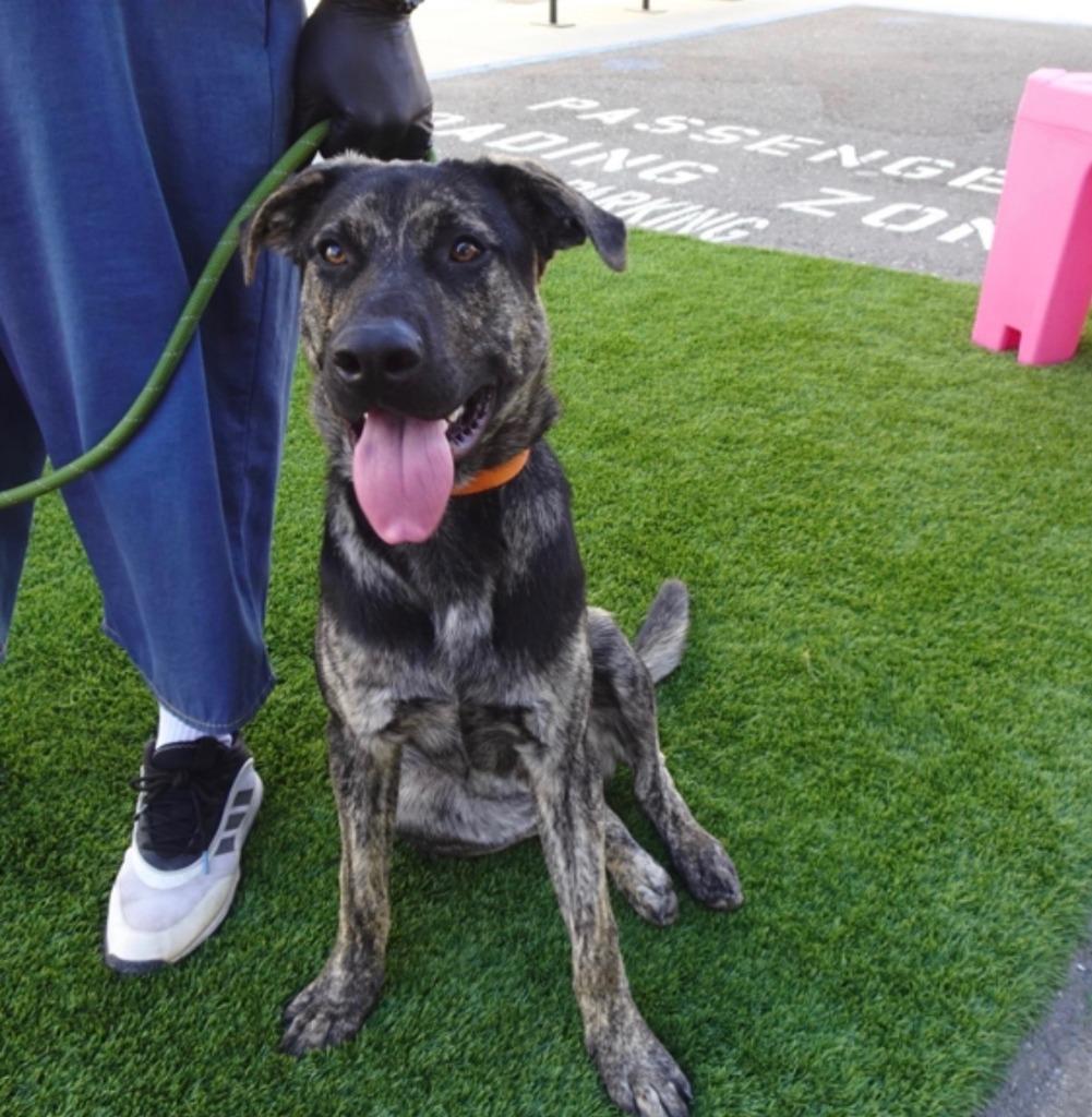 Enlarge 26Rocky- POB, a Adoptable Mixed Breed in Shingle Springs, CA image 2/4