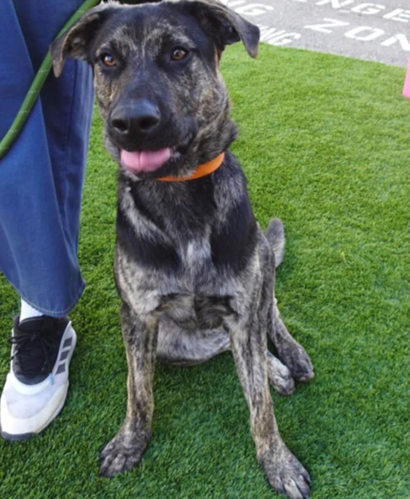Enlarge 26Rocky- POB, a Adoptable Mixed Breed in Shingle Springs, CA image 1/4
