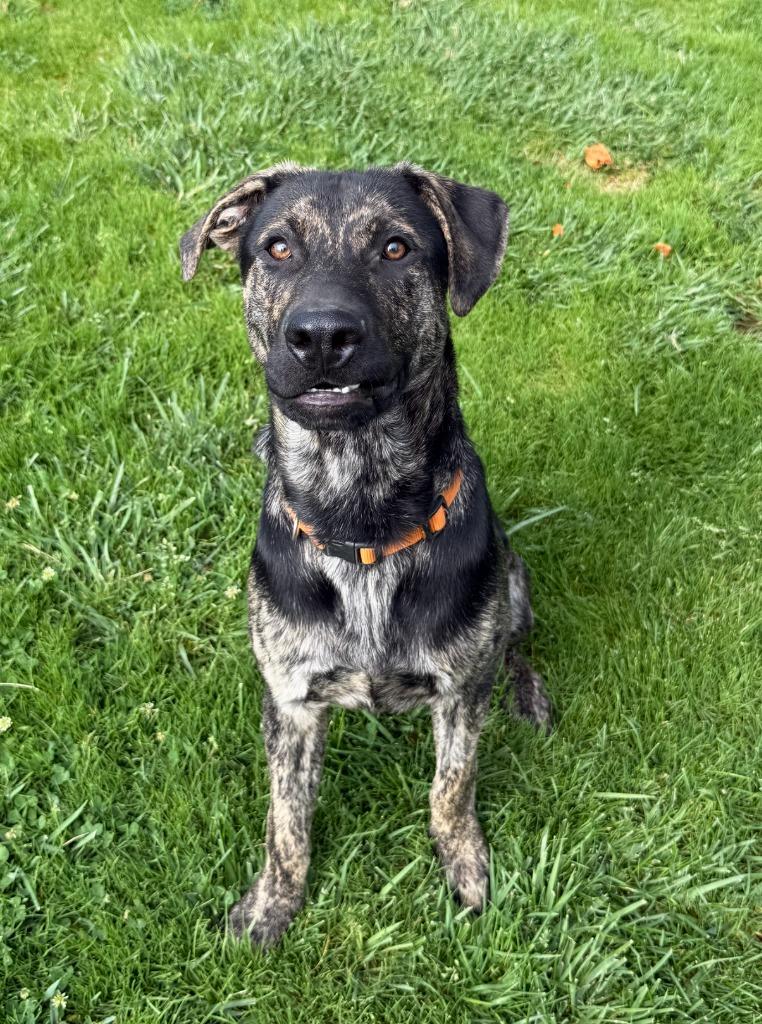 Enlarge 26Rocky- POB, a Adoptable Mixed Breed in Shingle Springs, CA image 4/4