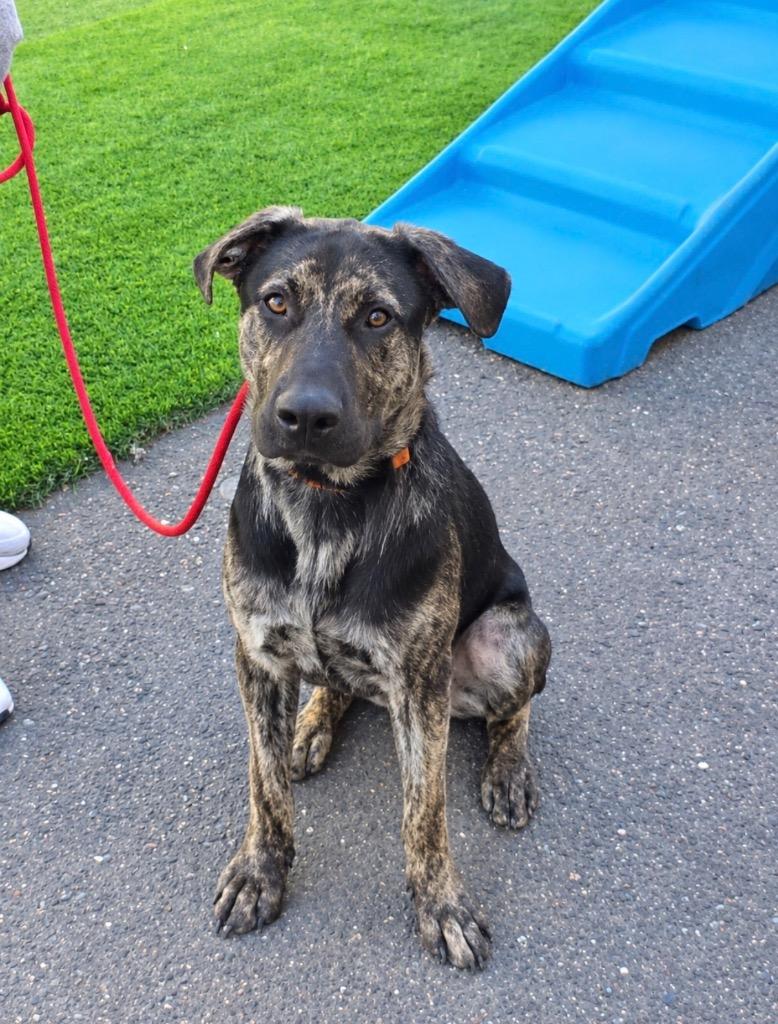 Enlarge 26Rocky- POB, a Adoptable Mixed Breed in Shingle Springs, CA image 3/4