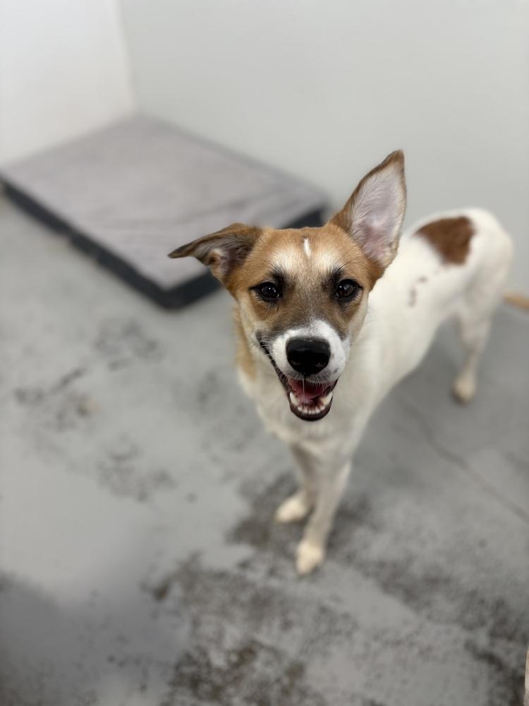 Luna 2024, Adoptable, Young Female Jack Russell Terrier.