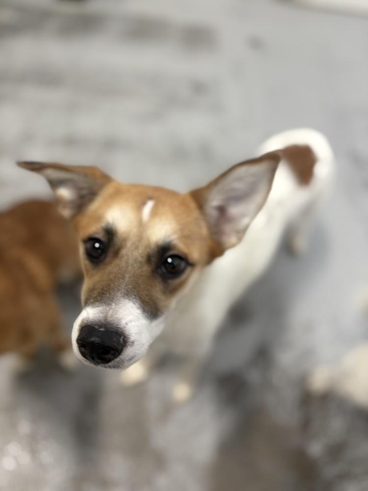 Luna 2024, a Adoptable Jack Russell Terrier in Studio City, CA image 3/4