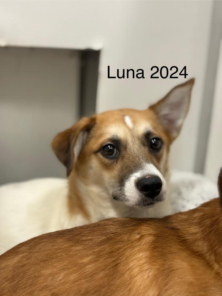 Luna 2024, a Adoptable Jack Russell Terrier in Studio City, CA image 4/4