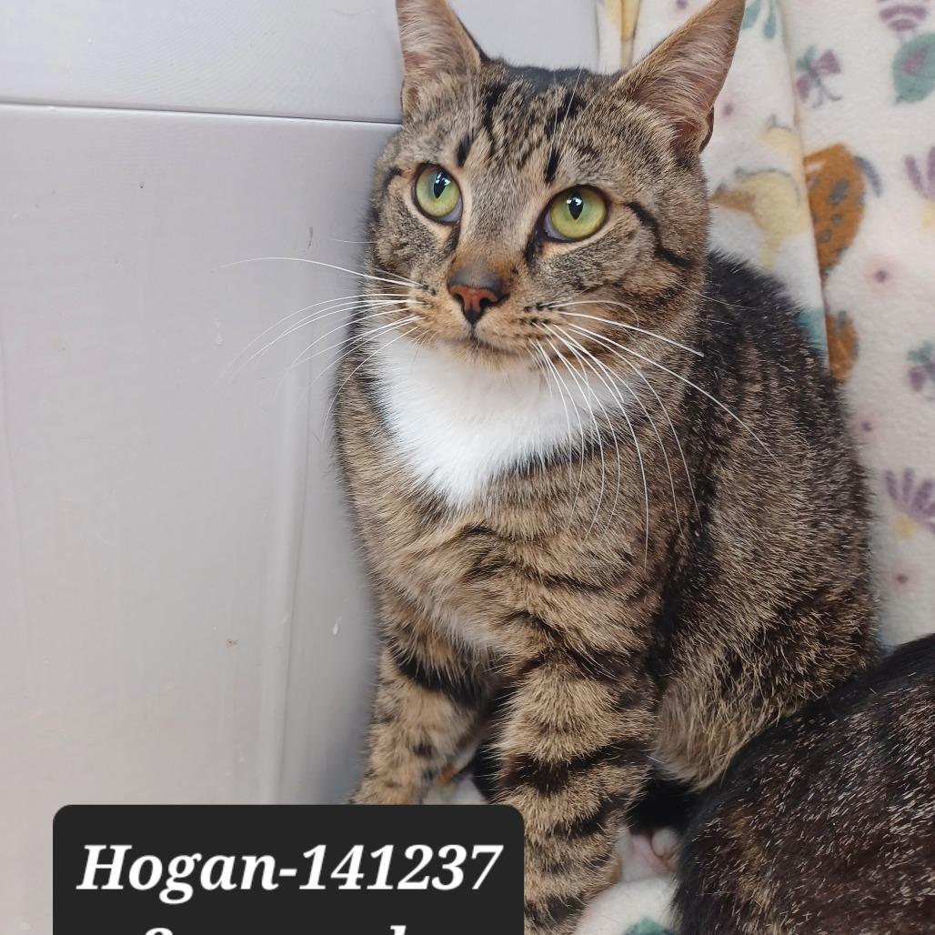 Hogan, Adoptable, Adult Male Domestic Short Hair & Domestic Short Hair.
