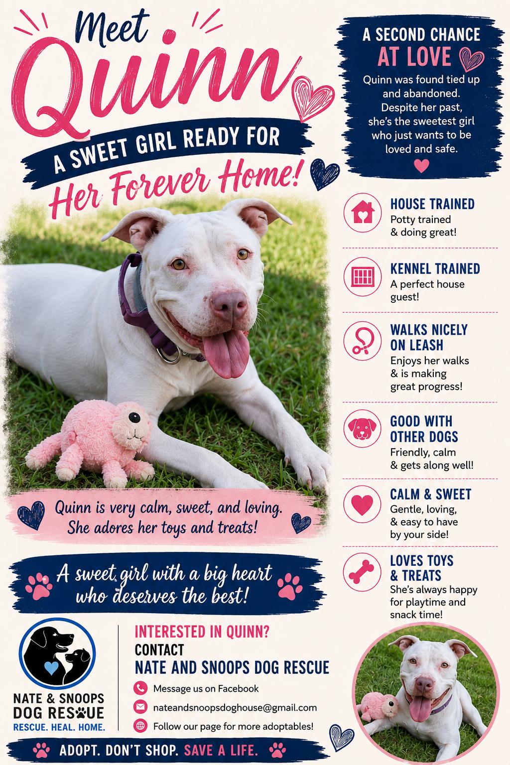 Enlarge Quinn, a Adoptable mixed breed in Menands, NY image 4/6