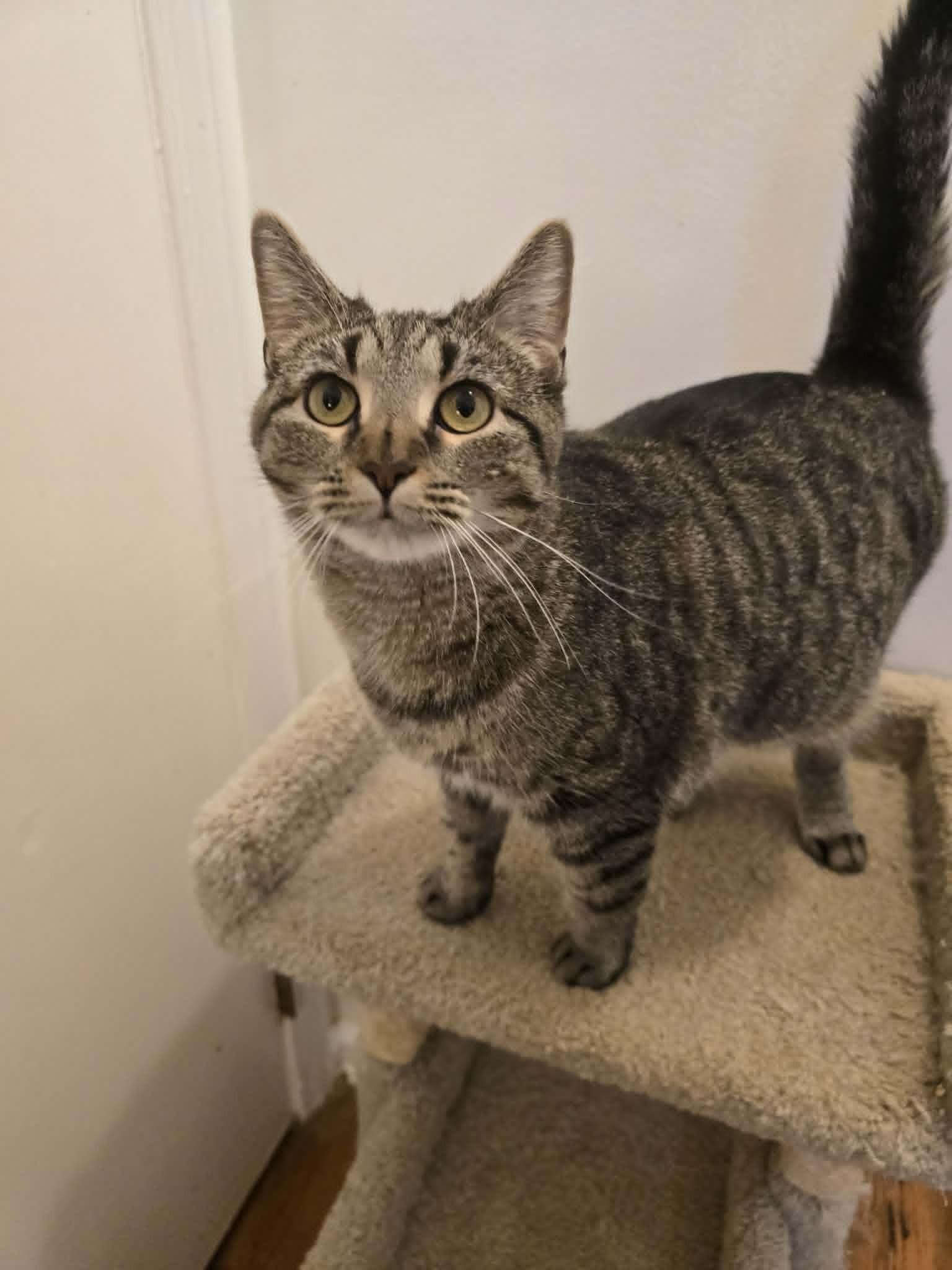 Bridget, a ADOPTABLE Tabby in Huntington, NY image 3/3