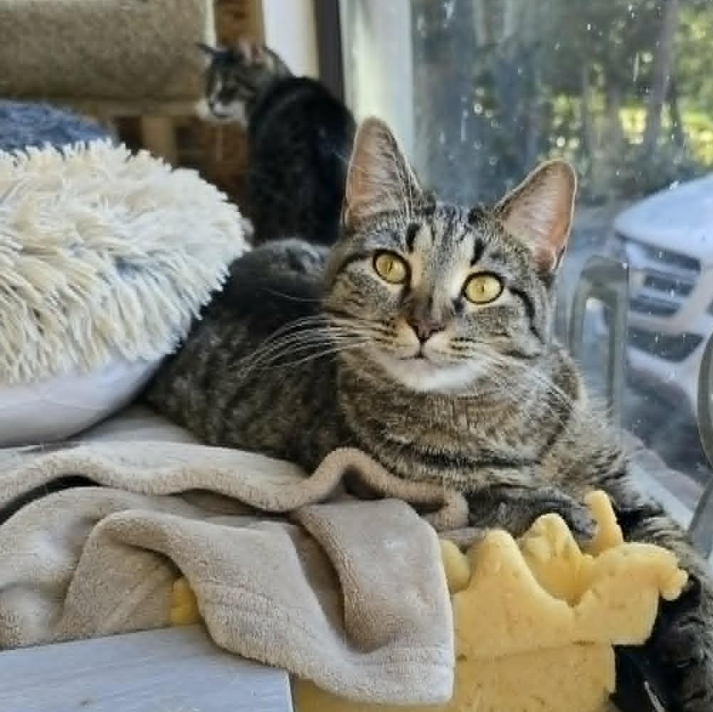 Bridget, ADOPTABLE, Young Female Tabby.