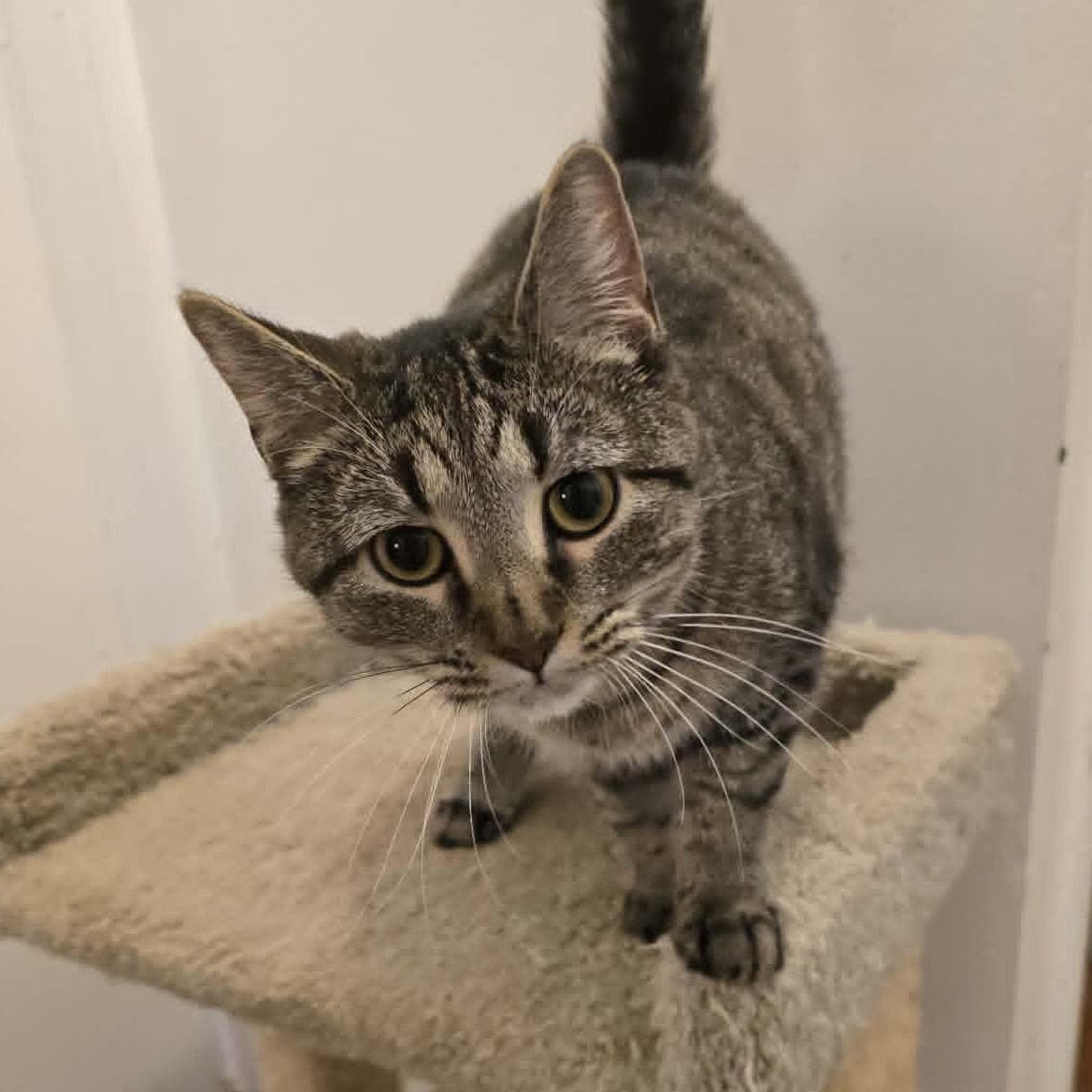 Bridget, a ADOPTABLE Tabby in Huntington, NY image 2/3