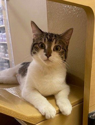 Remy (bonded to Turbo), Adoptable, Adult Female Domestic Short Hair.