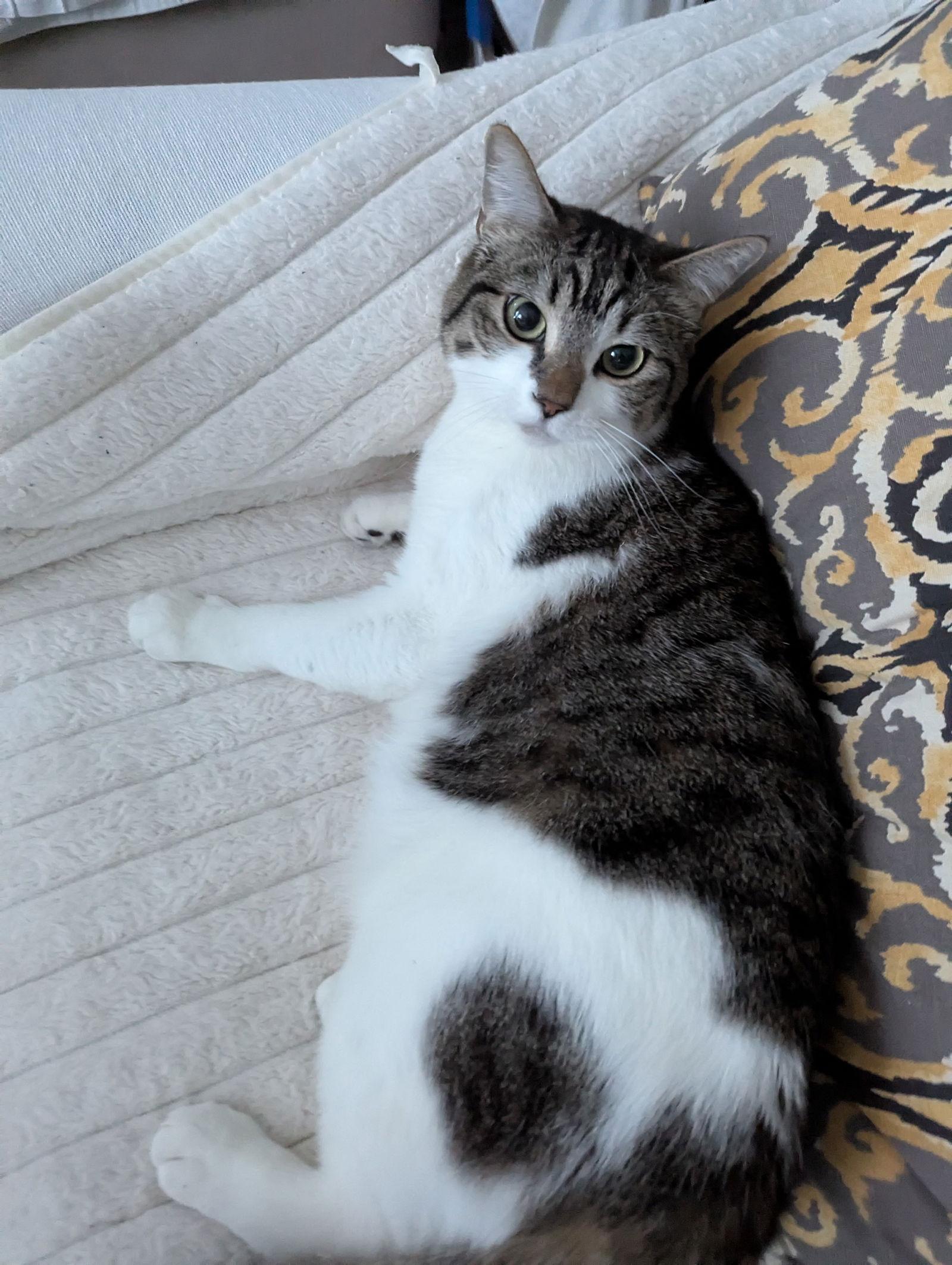 Enlarge Remy (bonded to Turbo), a Adoptable Domestic Short Hair in Phoenix, AZ image 2/3