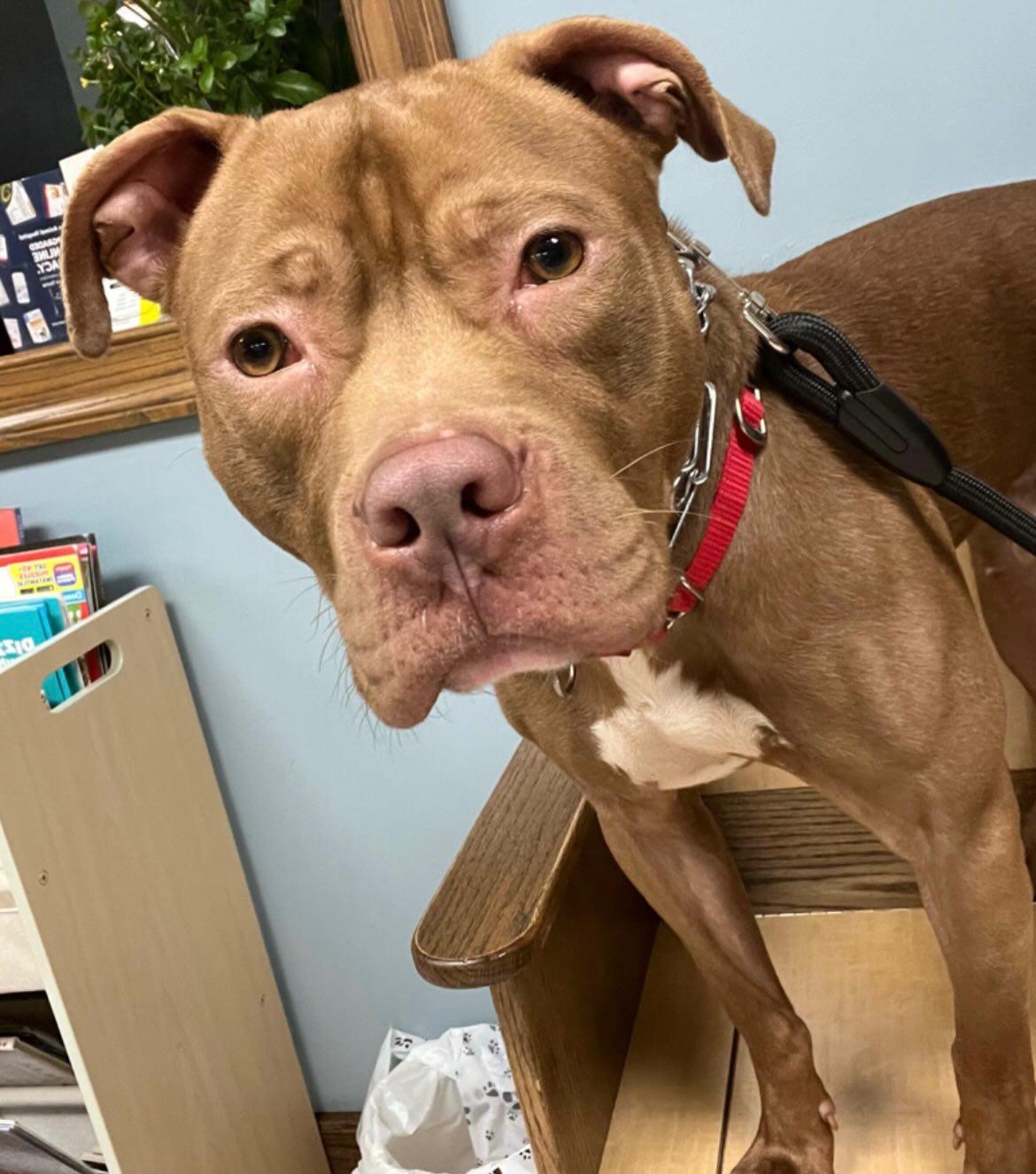 Enlarge Finn, a ADOPTABLE mixed breed in Pembroke, MA image 2/4