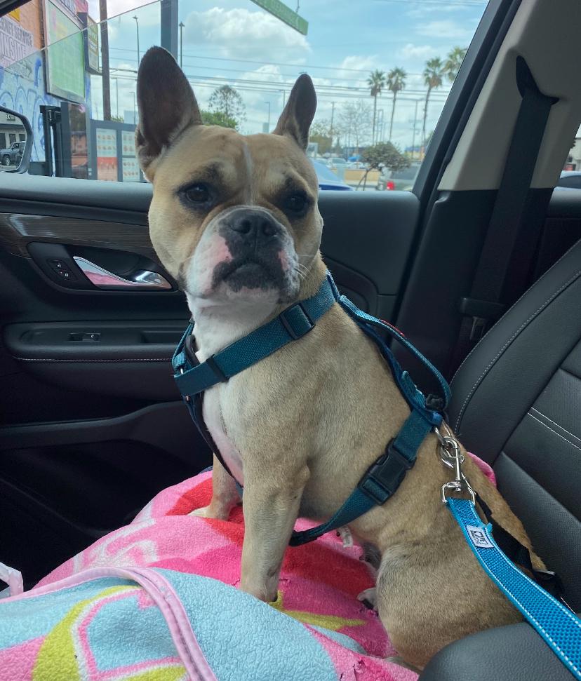 Bella, a Adoptable mixed breed in Marina Del Rey, CA image 4/4