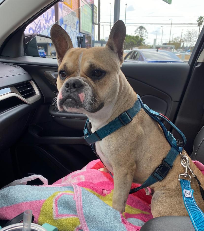 Bella, a Adoptable mixed breed in Marina Del Rey, CA image 2/4