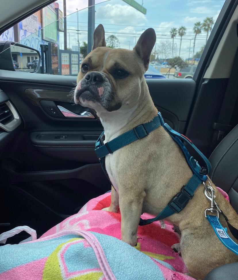 Bella, a Adoptable mixed breed in Marina Del Rey, CA image 3/4