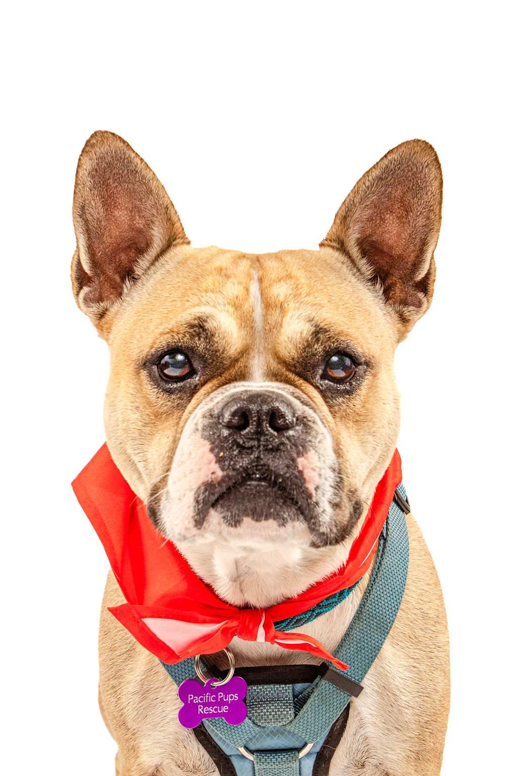 Bella, a Adoptable mixed breed in Marina Del Rey, CA image 1/4