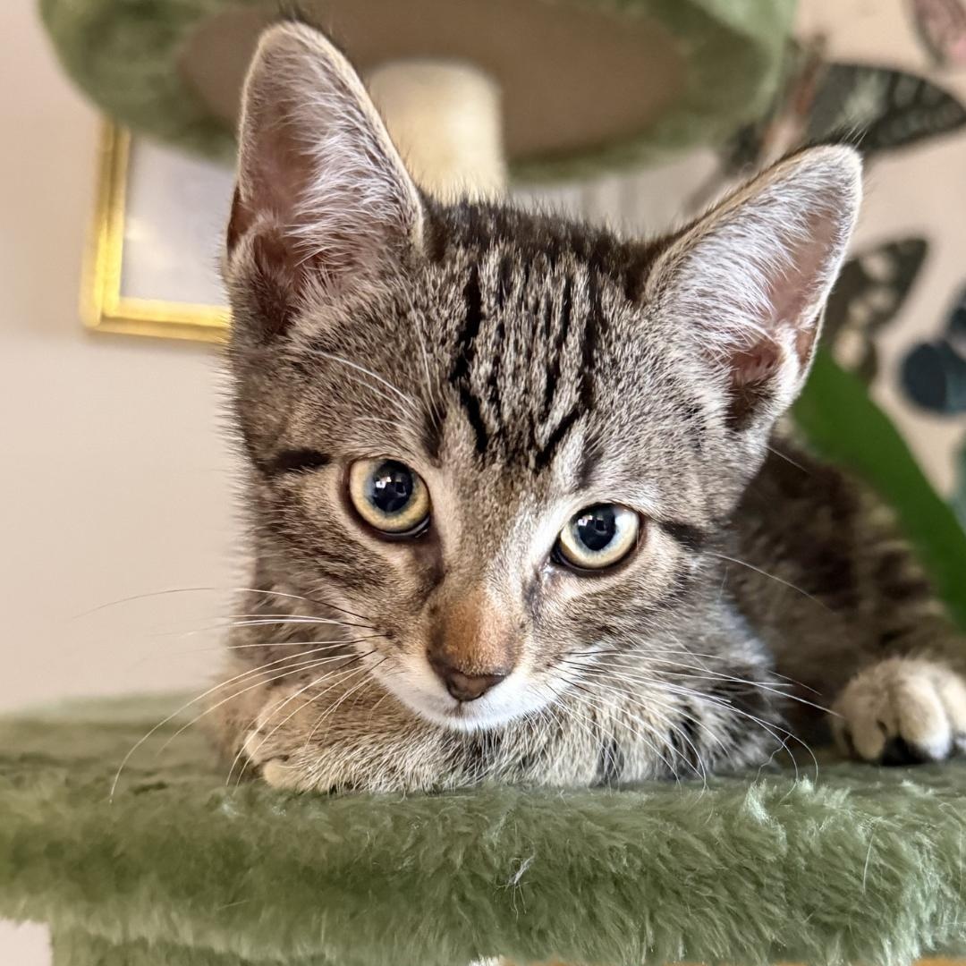 Enlarge Sherman, a ADOPTABLE Domestic Short Hair in Santa Monica, CA image 1/5