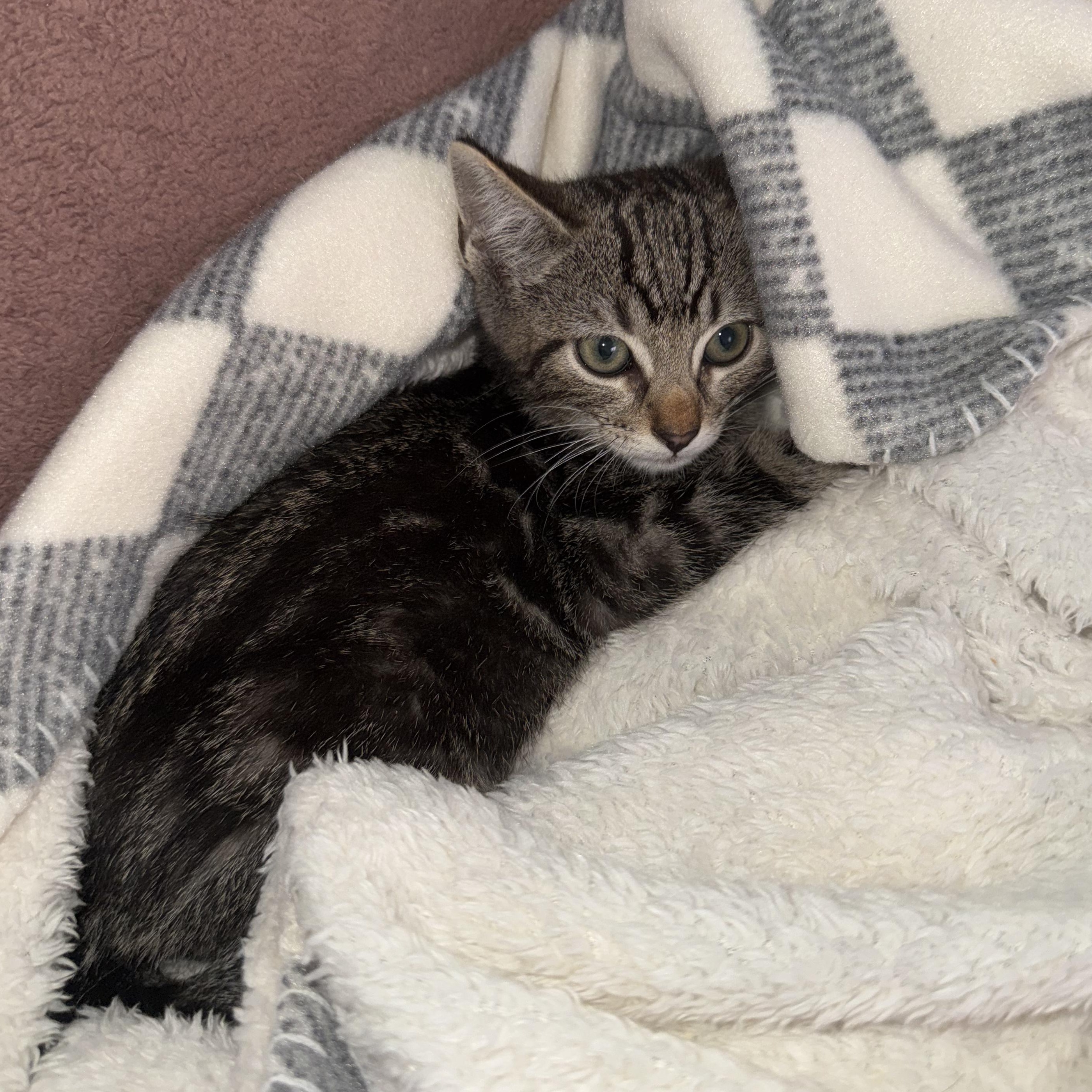 Enlarge Sherman, a ADOPTABLE Domestic Short Hair in Santa Monica, CA image 3/5