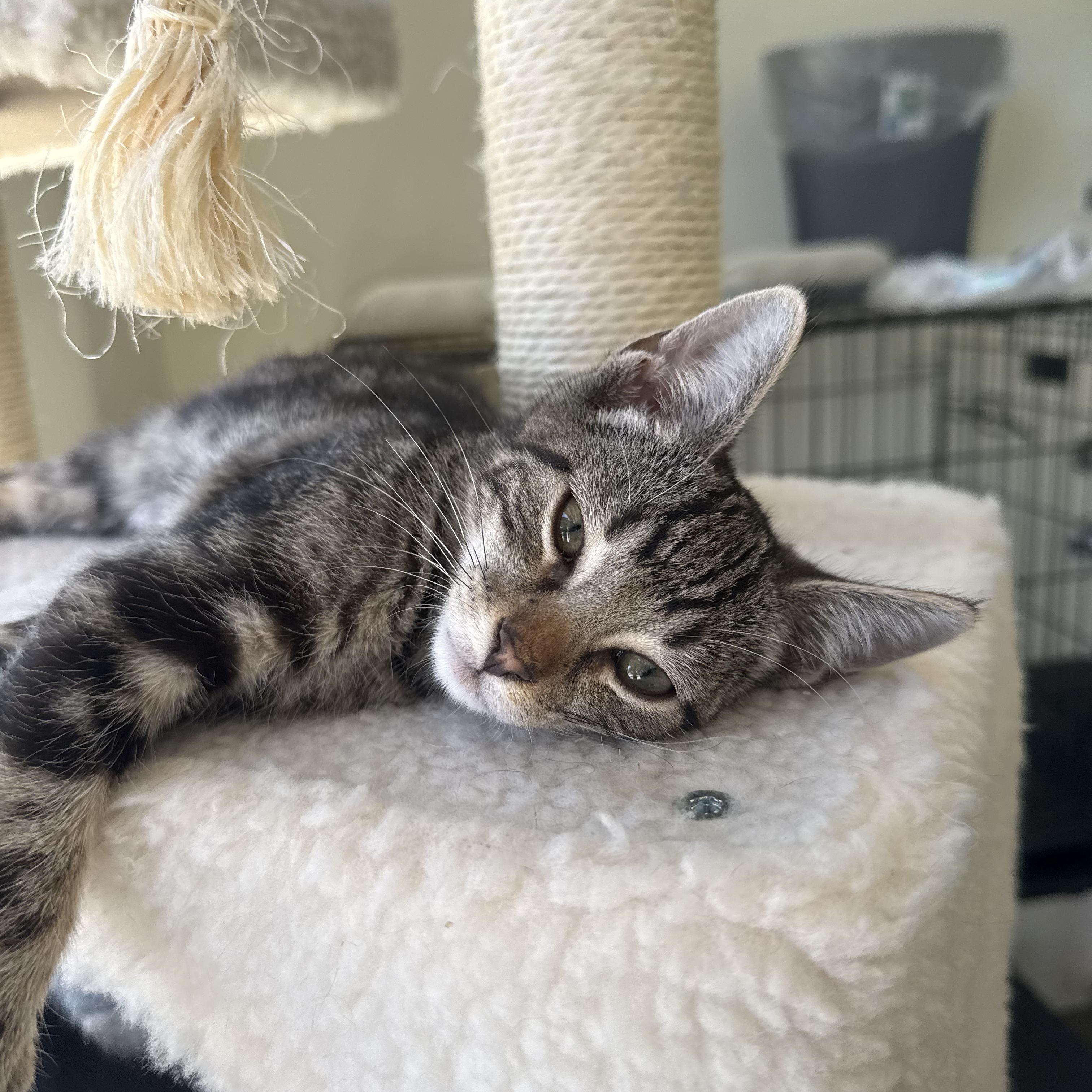 Enlarge Sherman, a ADOPTABLE Domestic Short Hair in Santa Monica, CA image 3/5