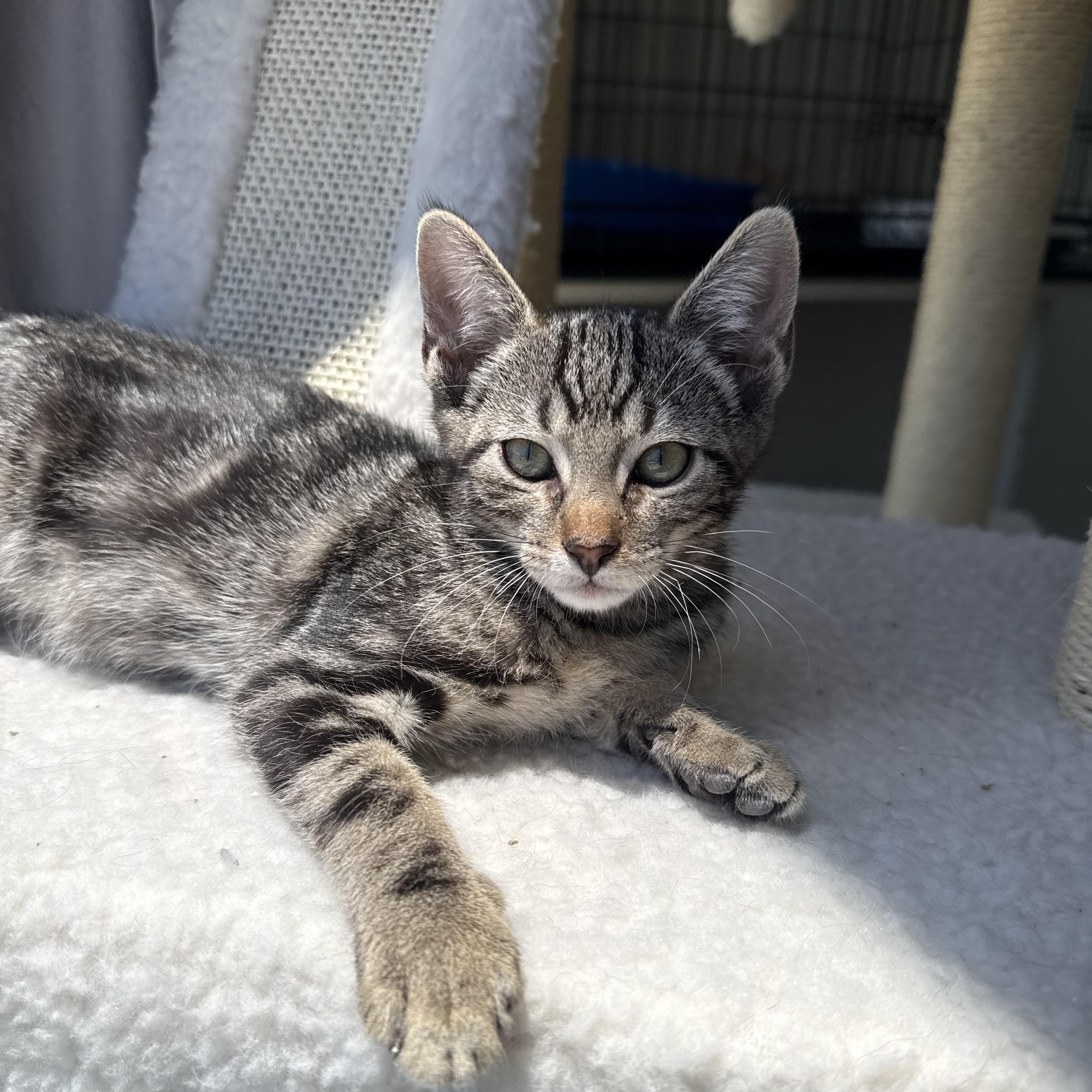 Enlarge Sherman, a ADOPTABLE Domestic Short Hair in Santa Monica, CA image 2/5