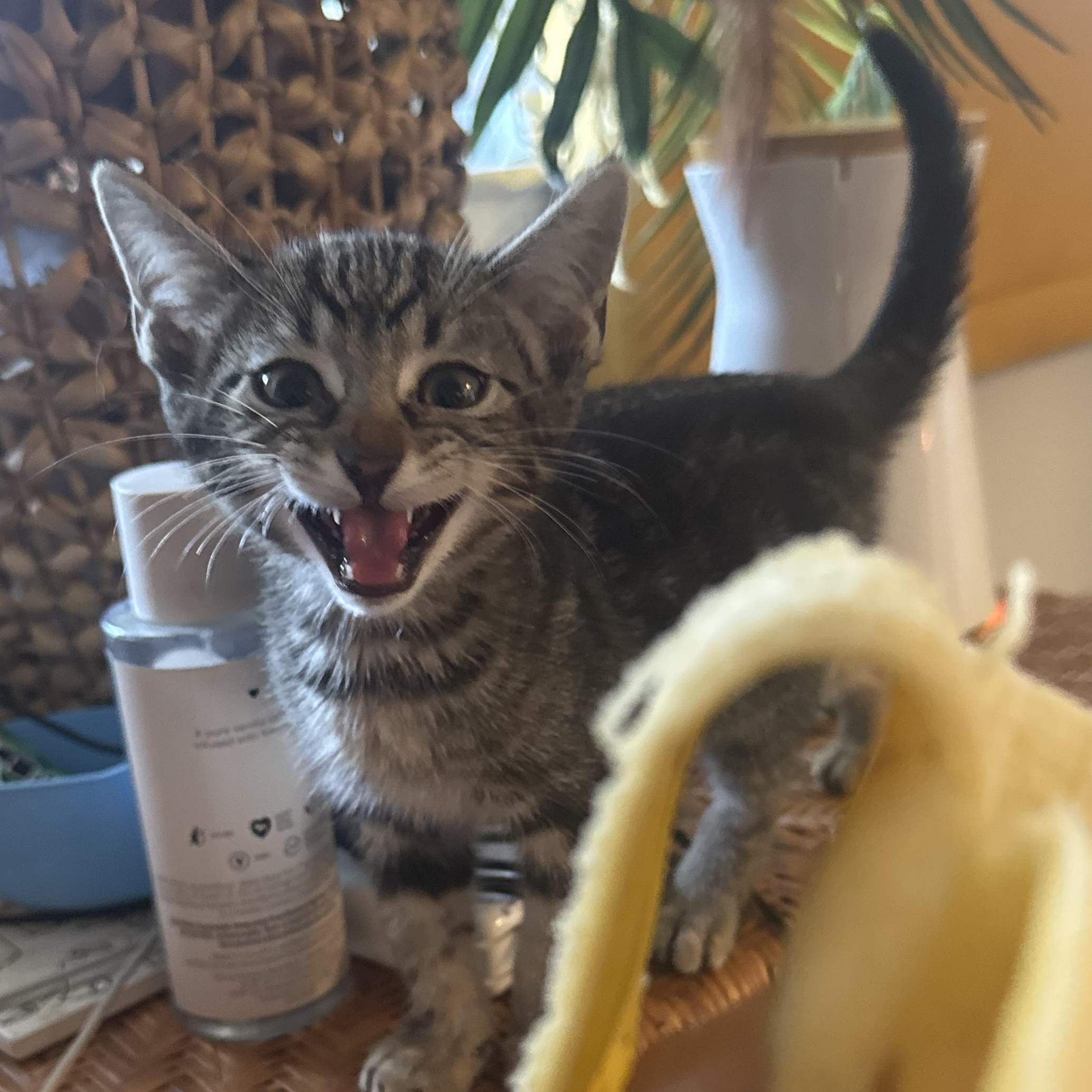Enlarge Sherman, a ADOPTABLE Domestic Short Hair in Santa Monica, CA image 2/5
