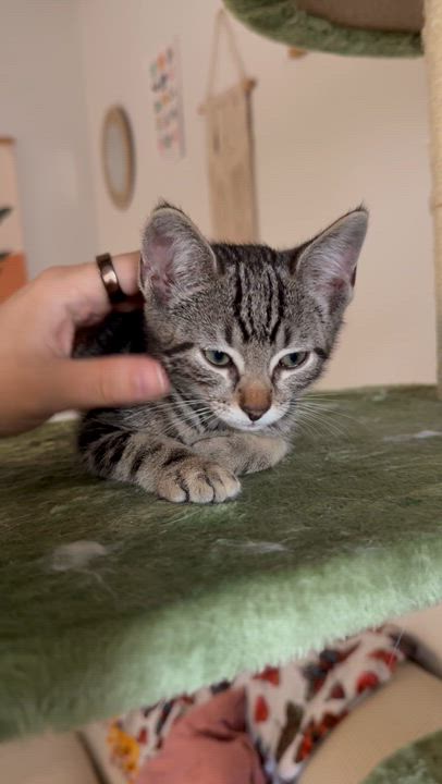 Enlarge Sherman, a ADOPTABLE Domestic Short Hair in Santa Monica, CA video 5/5