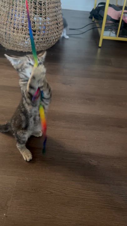 Enlarge Sherman, a ADOPTABLE Domestic Short Hair in Santa Monica, CA video 4/5