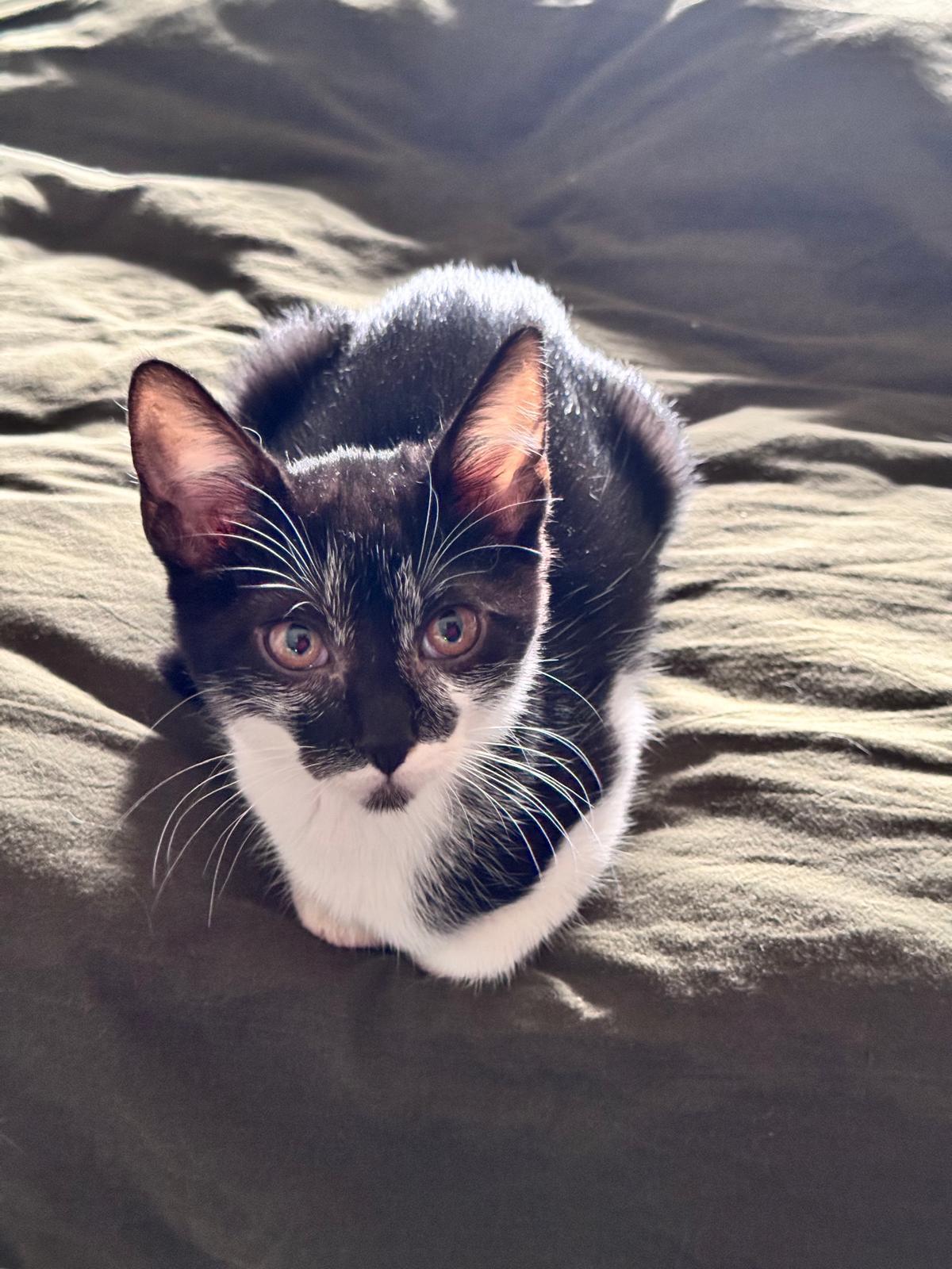 Enlarge Humo, an adopted Domestic Short Hair in Windsor Locks, CT image 4/6