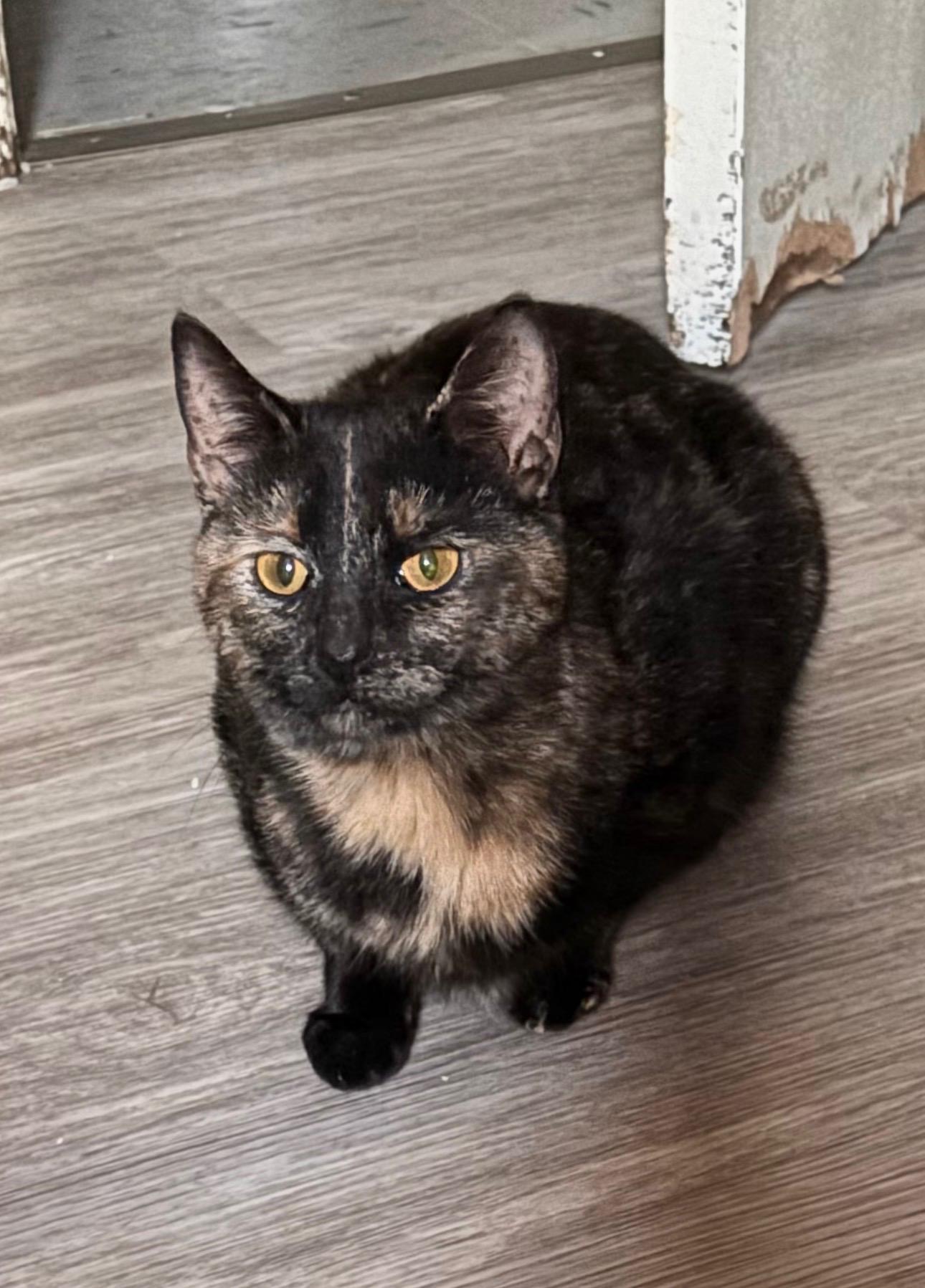 Enlarge Princess, a ADOPTABLE Domestic Short Hair in Greensboro, NC image 1/1