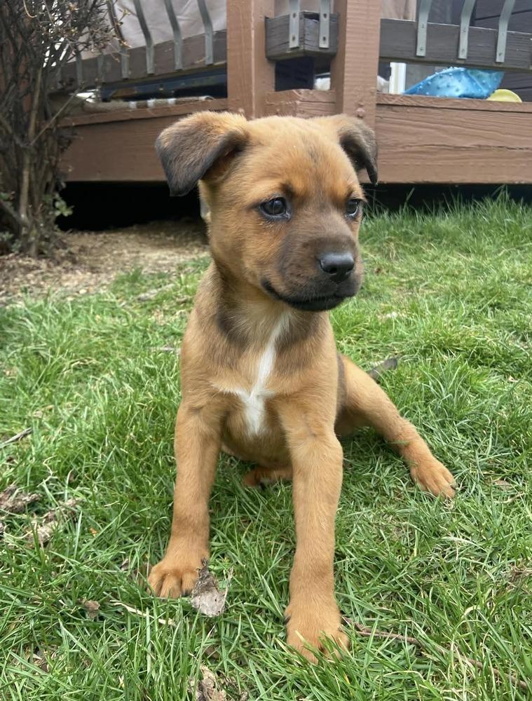 Enlarge Lila, a Adoptable mixed breed in Irwin, PA image 1/4