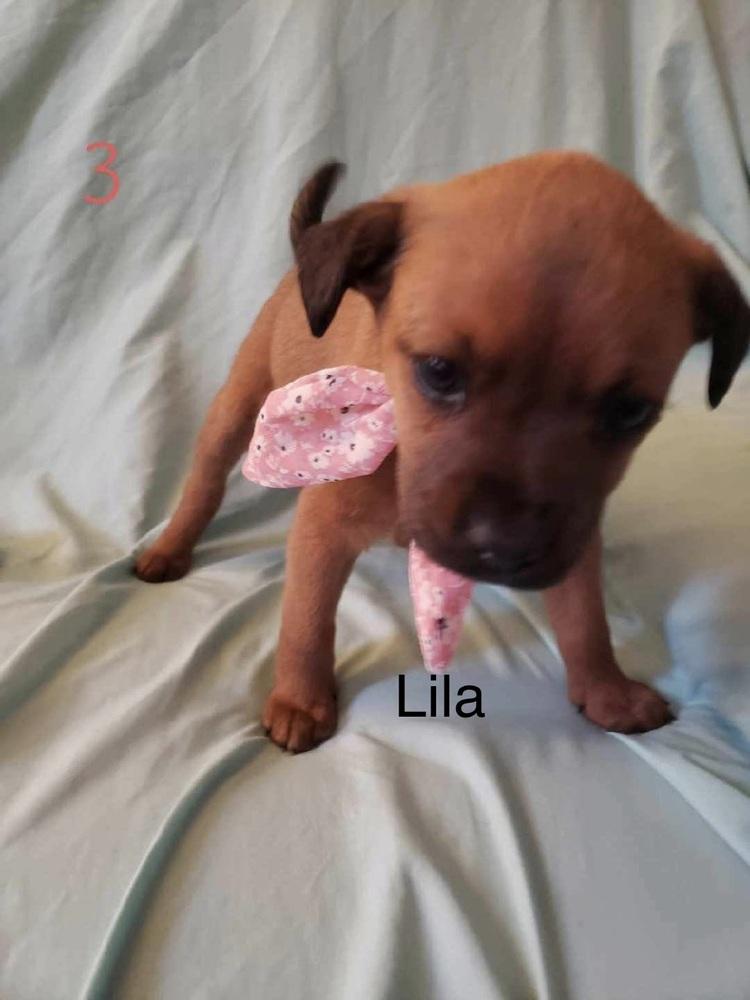 Enlarge Lila, a Adoptable mixed breed in Irwin, PA image 2/4