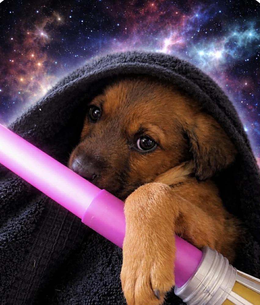 Enlarge Lila, a Adoptable mixed breed in Irwin, PA image 3/4