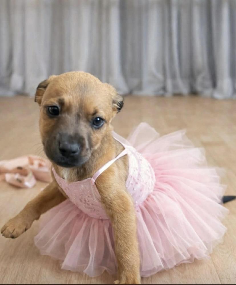 Enlarge Lila, a Adoptable mixed breed in Irwin, PA image 4/4