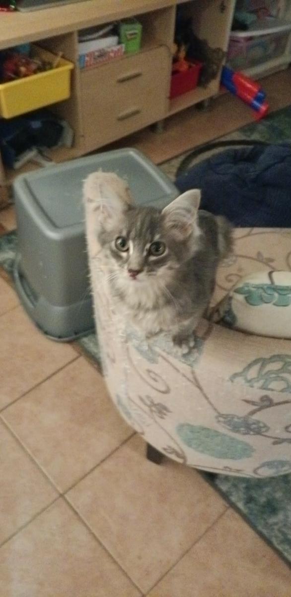 Enlarge GRANGER, a Adopted Domestic Medium Hair in Irmo, SC image 1/1