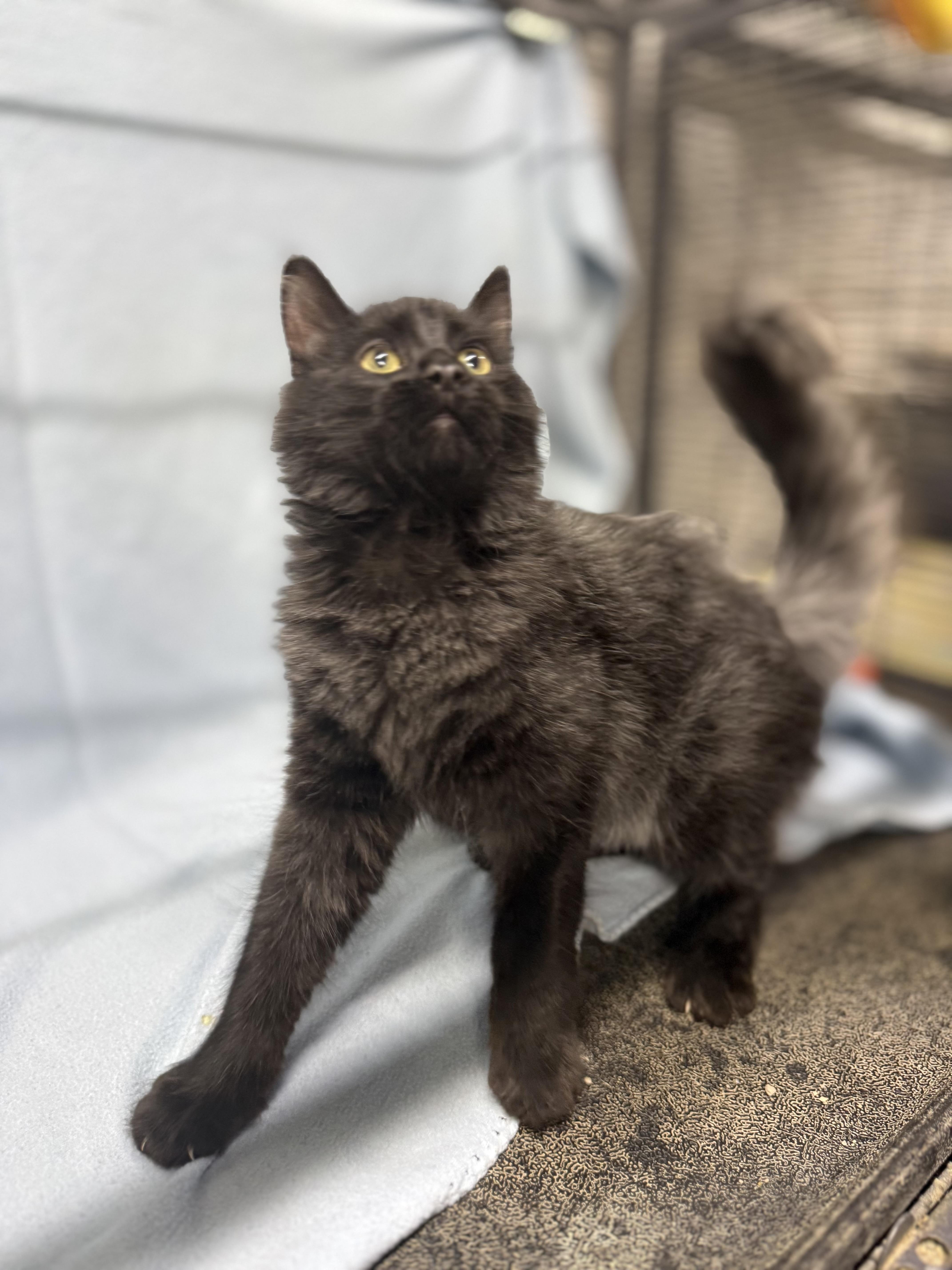 Enlarge Teddy, a ADOPTABLE Domestic Medium Hair in Independence, IA image 2/3