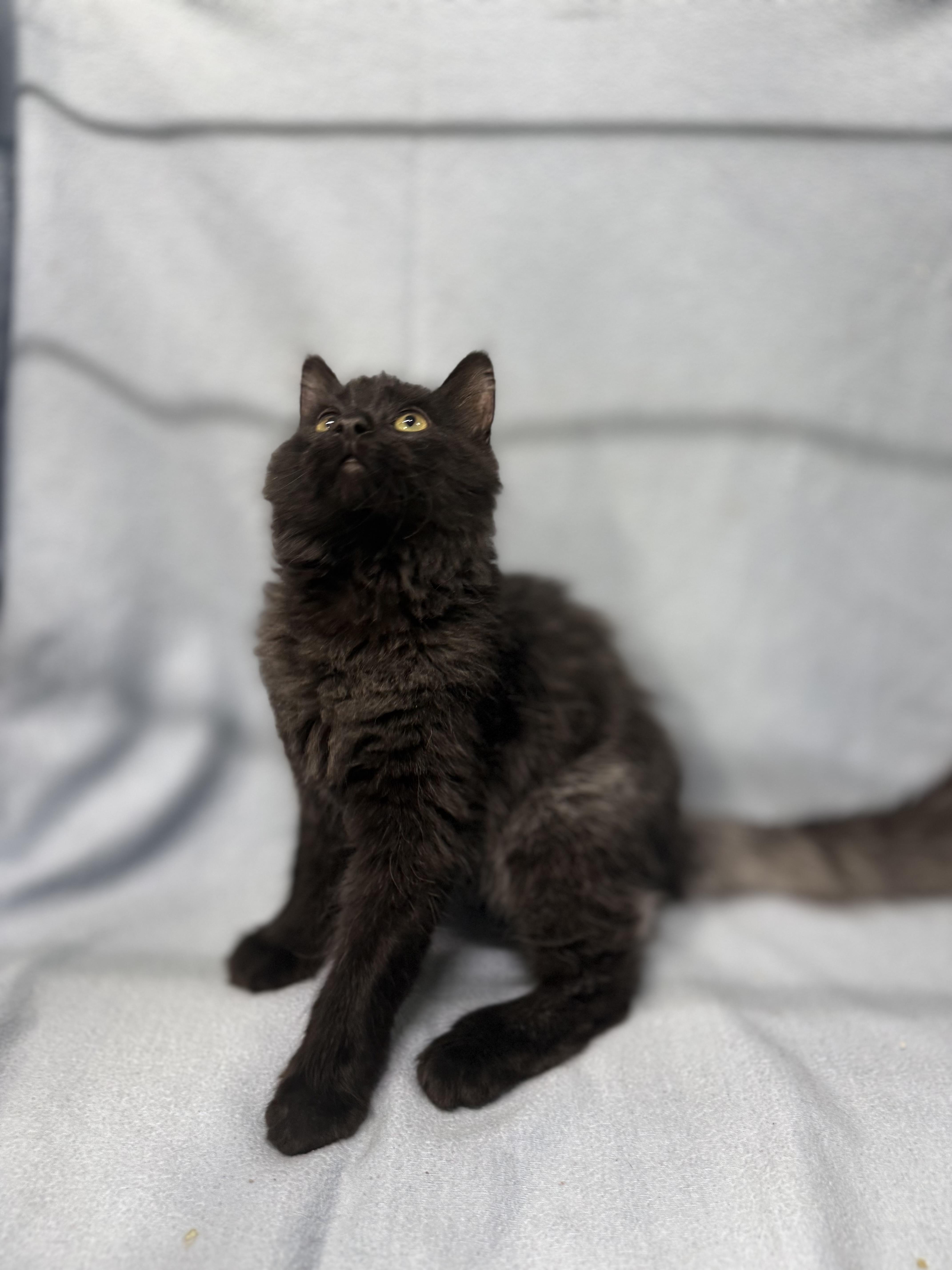 Enlarge Teddy, a ADOPTABLE Domestic Medium Hair in Independence, IA image 1/3
