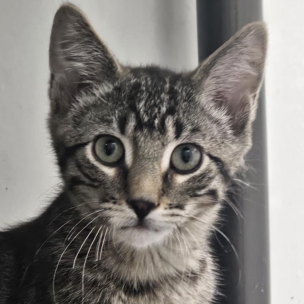 Neptune, Adoptable, Kitten Male Domestic Medium Hair.