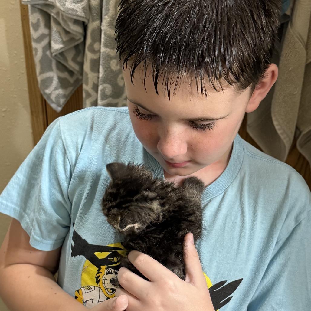 Neptune, a Adoptable Domestic Medium Hair in Carroll, IA image 1/6