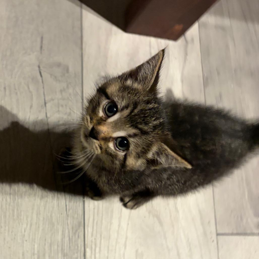 Neptune, a Adoptable Domestic Medium Hair in Carroll, IA image 2/6